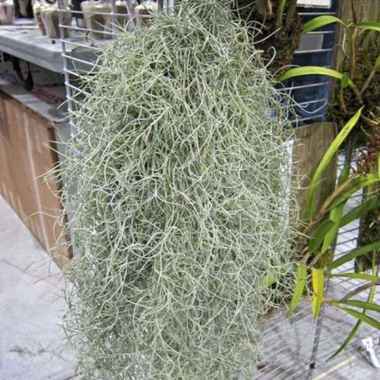 Tanaman Spanish Moss