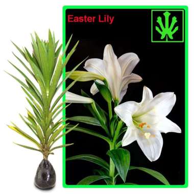 Bibit Bunga Easter Lily