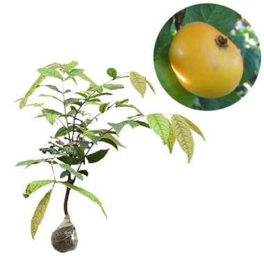 Bibit Buah Araza - Tinggi 40cm