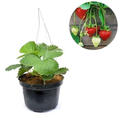 Bibit Buah Strawberry Earlybrite