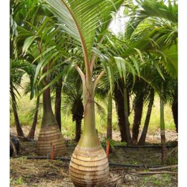 Tanaman Palem Botol