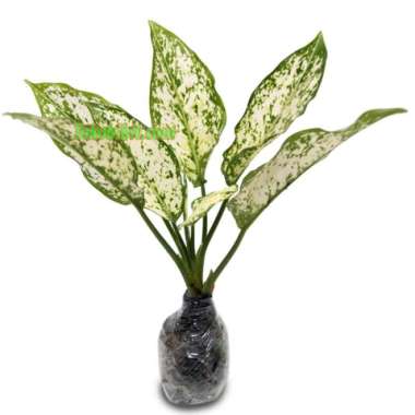 Tanaman Aglaonema Snow White