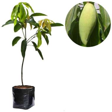 Bibit Mangga Okyong 60cm