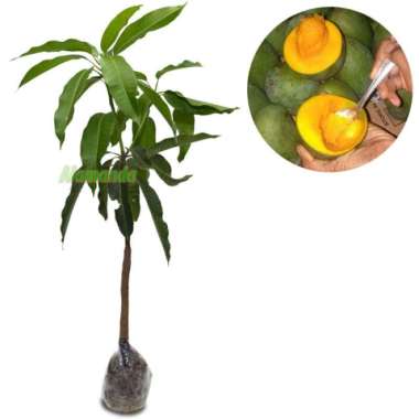 Tanaman Mangga Alpukat