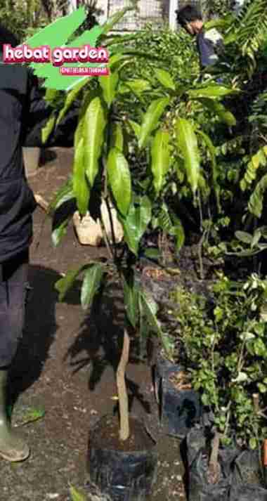 Bibit pohon mangga golek india tinggi 1 meter