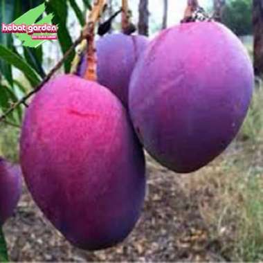 Bibit pohon mangga Irwin tinggi tinggi 1 meter