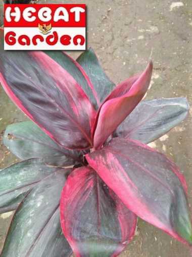 Hanjuang andong merah -cordyline fruticosa ruby