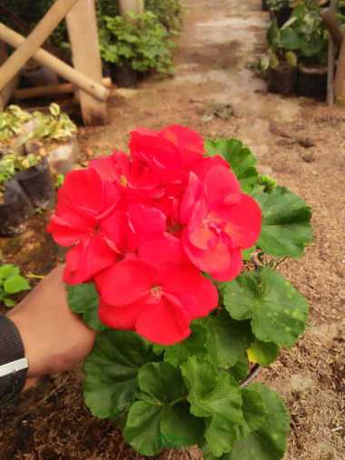 Tanaman hias gantung geranium bunga merah - hebat 556