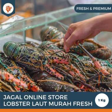 Jagal Online Store Lobster Laut Murah Fresh Frozen 1Kg isi 1-2 ekor