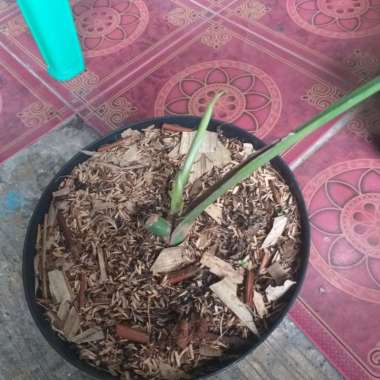 Monstera Anakan - Sesuai foto