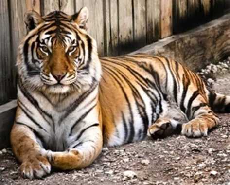 Gambar Wallpaper Harimau 3d Image Num 81
