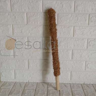 Turus stik bambu penyangga tanaman janda bolong 50cm turus rambatan tanaman monstera rhaphidophora