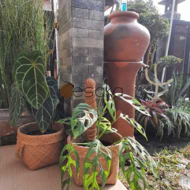 stik pipa turus sabut kelapa 50 cm rambatan sirih gading monstera janda bolong perambat terlaris ram