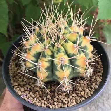 Kaktus Gymnocalycium Anisitsii Varigata 7-8cm