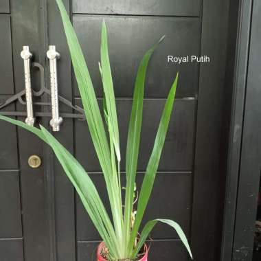 TANAMAN BUNGA AIRIS / IRIS ANGGREK TANAH KUNING