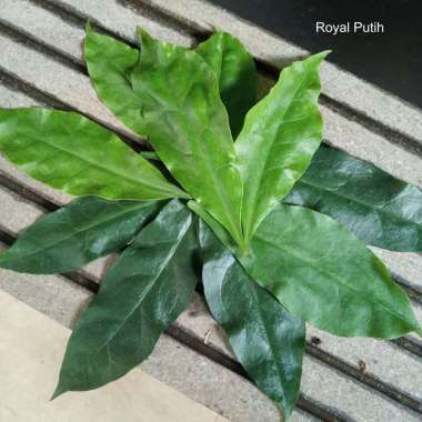 DAUN JARUM TUJUH BINTANG / TUJUH JARUM / TUJUH DURI PER LEMBAR