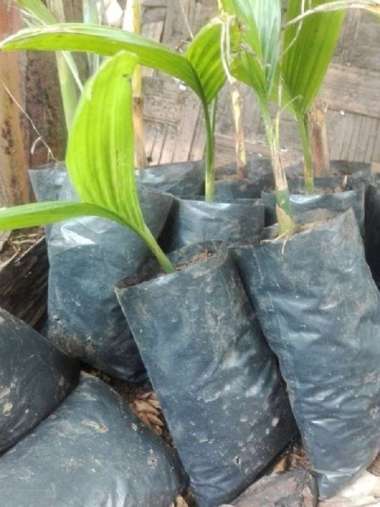 Joeluqmany Bibit Pinang Murah