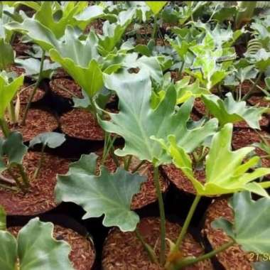 Pohon Philo Dendrum / Tanaman Hias Pohon Philo Jari