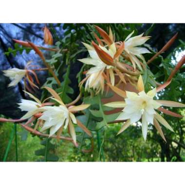 Tanaman hias Wijaya Kusuma sisir bunga putih-bibit tanaman bunga-tanaman hidup-bunga hidup-wijaya bunga gantung
