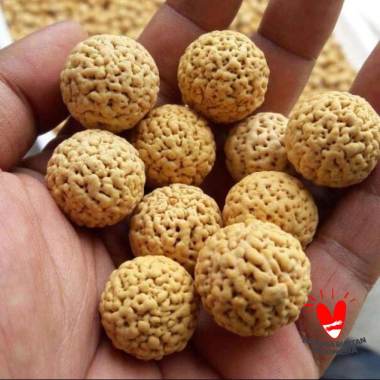 Benih Unggul Biji Buah Jenitri 1kg MURNI