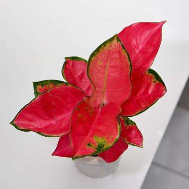 SALE Bonggolan Aglonema Red Cherry