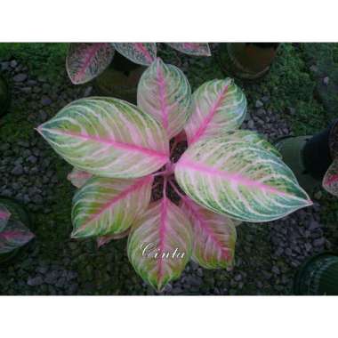 Bonggolan Aglonema Cinta