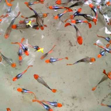 Guppy tuxedo koi betina