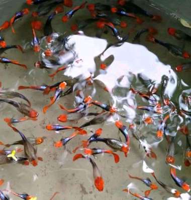 Guppy tuxedo koi sepasang
