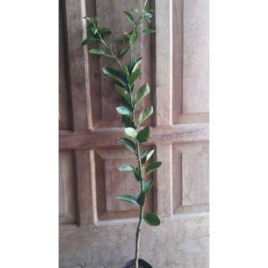 bibit jeruk nipis tunas bibit okulasi