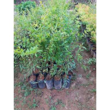 bibit delima merah tunas bibit murah