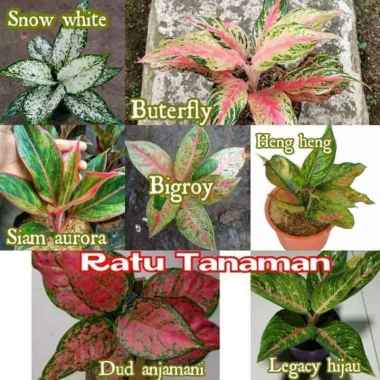 Paket 7 Tanaman Bunga Aglonema