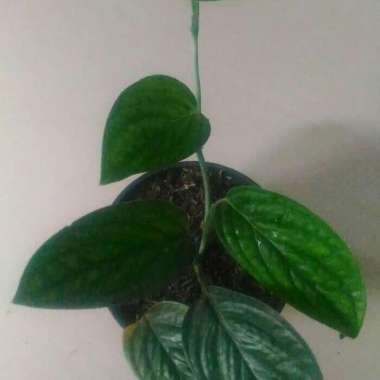 Tanaman Rambat Scindapsus Green