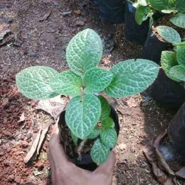 Tanaman Hias Gantung Episcia Hijau