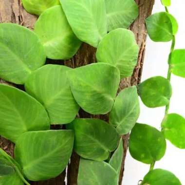 tanaman hias dolar rambat daun besar/thenue