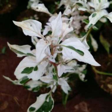 Tanaman hias krokot salju krokot putih pohon crokot