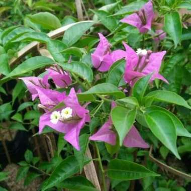 Tanaman Hias Bougenville Bunga Ungu - Pohon Bougenville (Bunga Kertas)