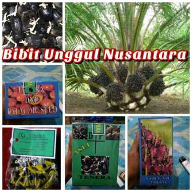 Bibit Benih Kecambah Sawit Dxp TENERA