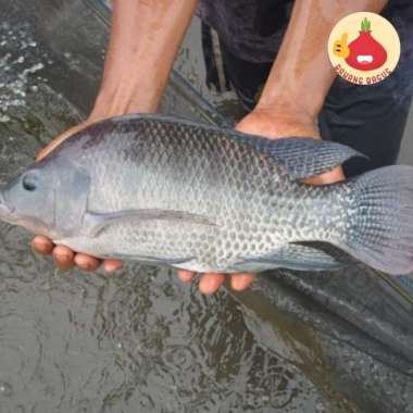 Ikan Mas 1Kg / Ikan Segar - Bawangbagus 500gr