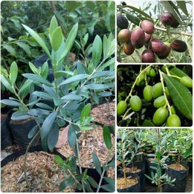 Jual Pohon Zaitun Online Baru Harga Termurah Juli 2020 Blibli Com
