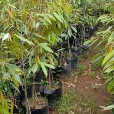 Bibit Pohon Buah Durian Tinggi 1m - Musangking/Bawor/Montong/Durihitam