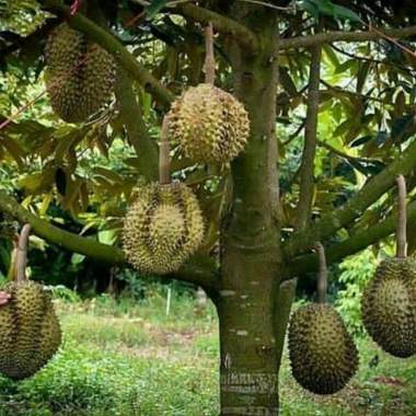 Jual Durian Musang King Murah Harga Promo Blibli Com