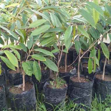 Bibit Tanaman Durian Musang King