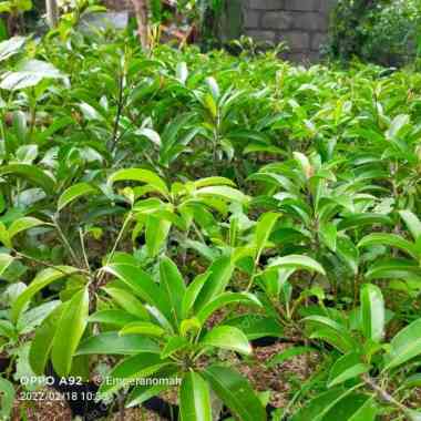 Bibit Tanaman Buah Sawo Jumbo Okulasi Super