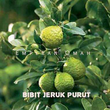 Bibit Tanaman Jeruk Purut