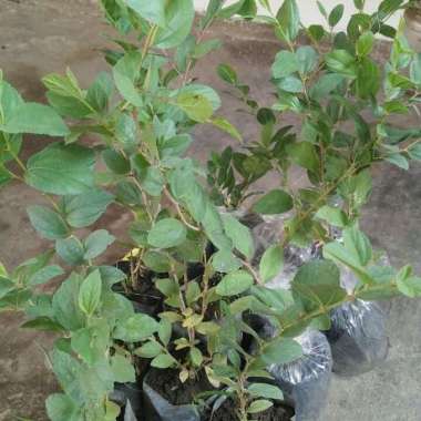 Bibit Tanaman Pohon Bidara