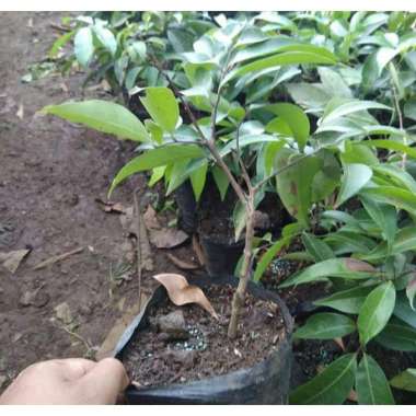 Bibit Leci Aneka Bibit Purworejo Cepat berbuah