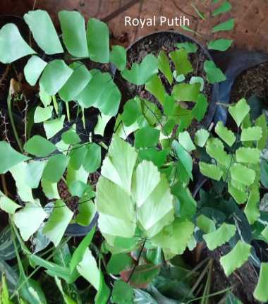 TANAMAN HIAS SUPLIR DAUN BESAR / MAIDENHAIR DAUN BESAR