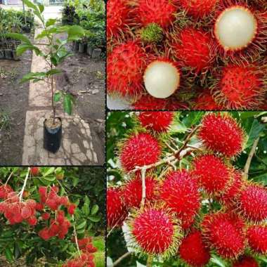 Azzahra berkah bibitku Rambutan Binjai Bibit Tanaman Indonesia