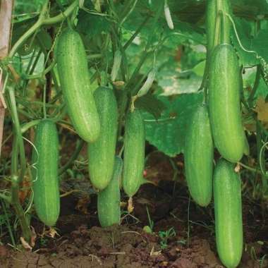 Benih Timun Unggulan | bibit timun lalapan, acar, rujak dan es