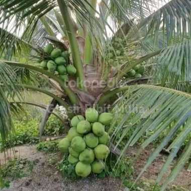 bibit kelapa dwarf unggul berkualitas